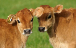These calves are hopeful cultured meat arrives on store shelves soon, but most experts are doubtful. Image of These calves are hopeful cultured meat arrives on store shelves soon, but most experts are doubtful.