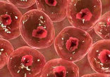 Tests involving mice aim to prove the possibility. Image of Tests involving mice aim to prove the possibility.
