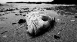 If the ocean dies, we die. Image of If the ocean dies, we die.