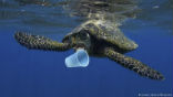 We are filling up our oceans with plastic trash, choking and killing our sea creatures. Image of We are filling up our oceans with plastic trash, choking and killing our sea creatures.