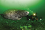 The Greenland shark may hold the secret to a much longer life, but we will never know if we don't take better care of the oceans. Image of The Greenland shark may hold the secret to a much longer life, but we will never know if we don't take better care of the oceans.