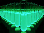 Scientists have discovered how to use stem cells to clone embryos. Image of Scientists have discovered how to use stem cells to clone embryos.
