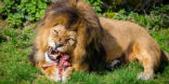 Lions will stalk and eat people if given the chance. To them, we are prey animals. Image of Lions will stalk and eat people if given the chance. To them, we are prey animals.