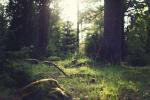 Image of