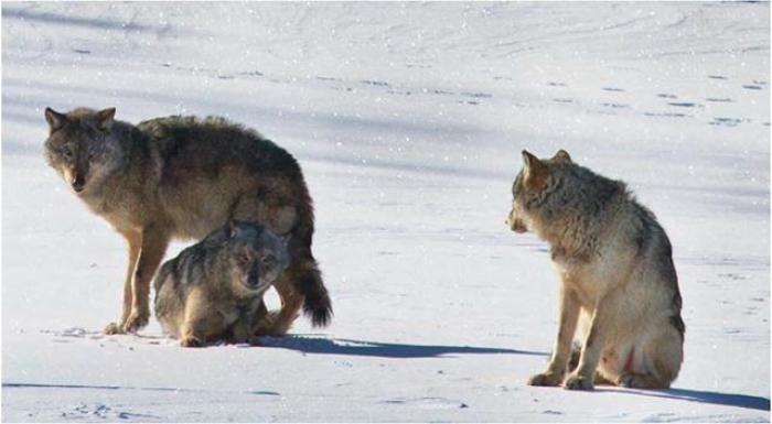 Wolves on Isle Royale