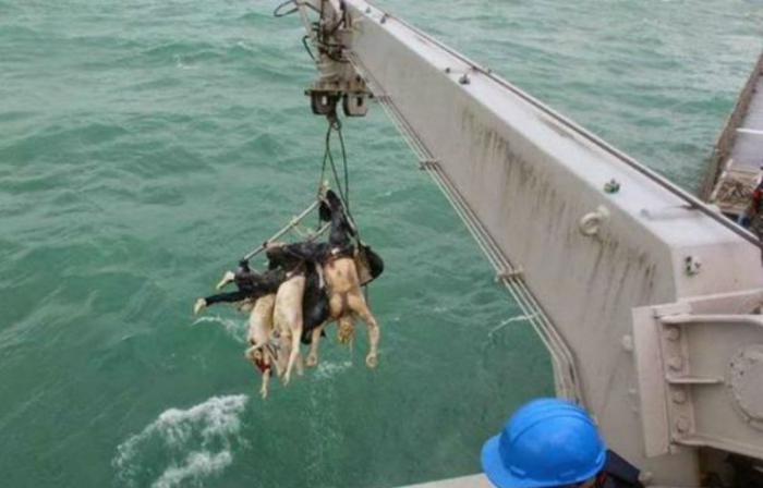 AirAsia Flight 8501 victims pulled from the Java Sea. AirAsia Flight 8501 victims pulled from the Java Sea.
