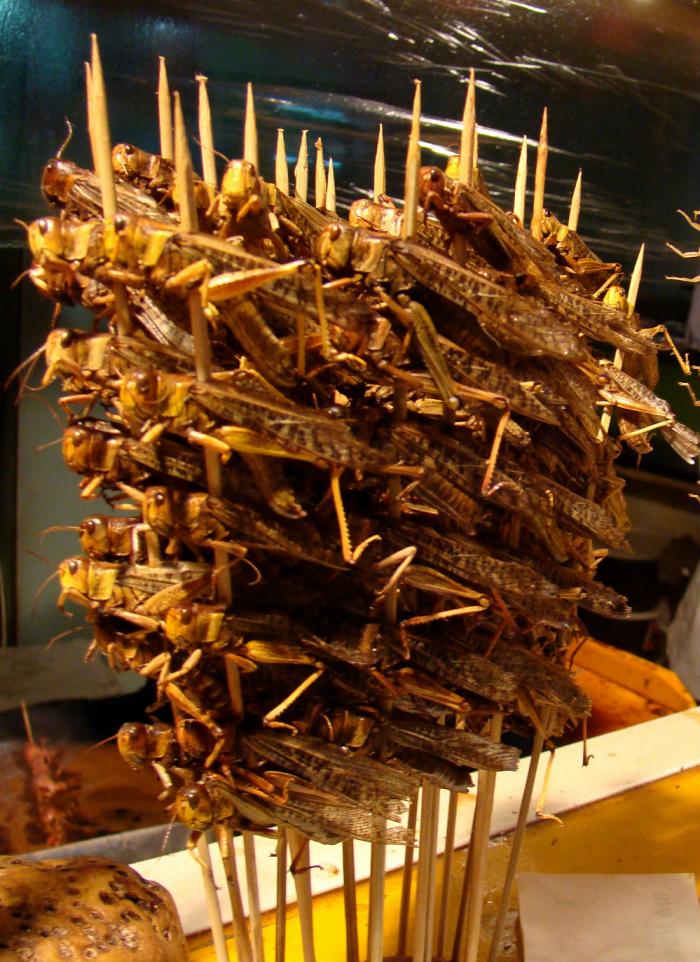 Here's what a plague of locusts looks like (PHOTOS) Green News