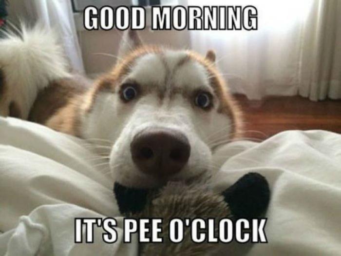 top 10 hilarious dog