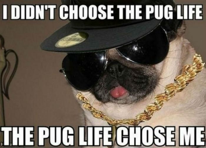 Laugh Alert: 2016's Top Dog Memes That Were Total Favs