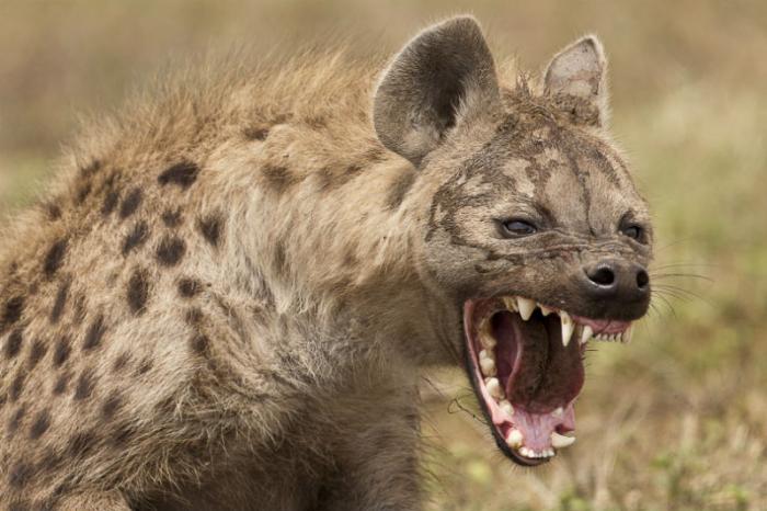 The hyena attacked as the boy slept. The hyena attacked as the boy slept.