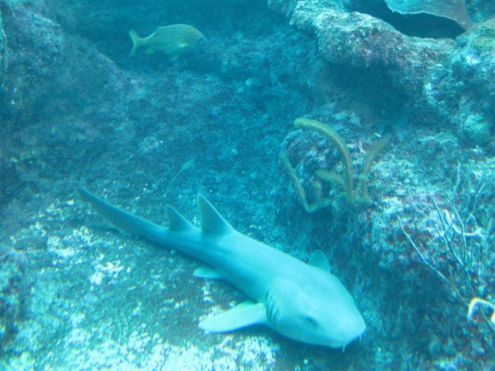 Xcaret Mexico is now host to the world Xcaret Mexico is now host to the world