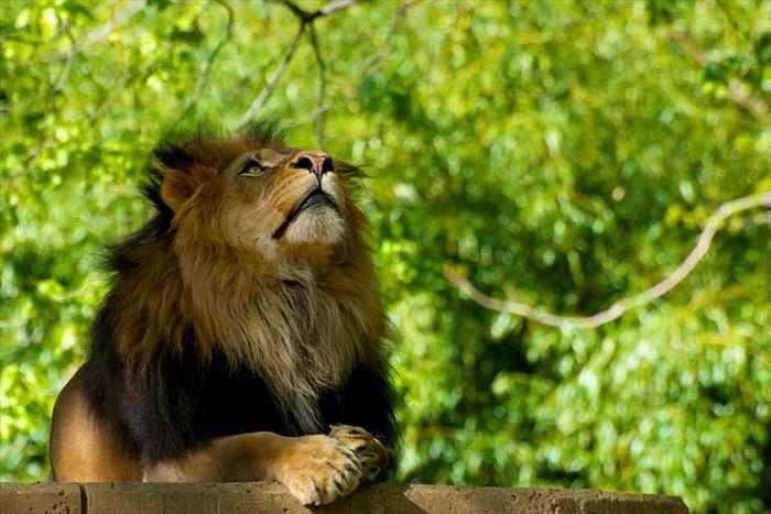 Lion praying