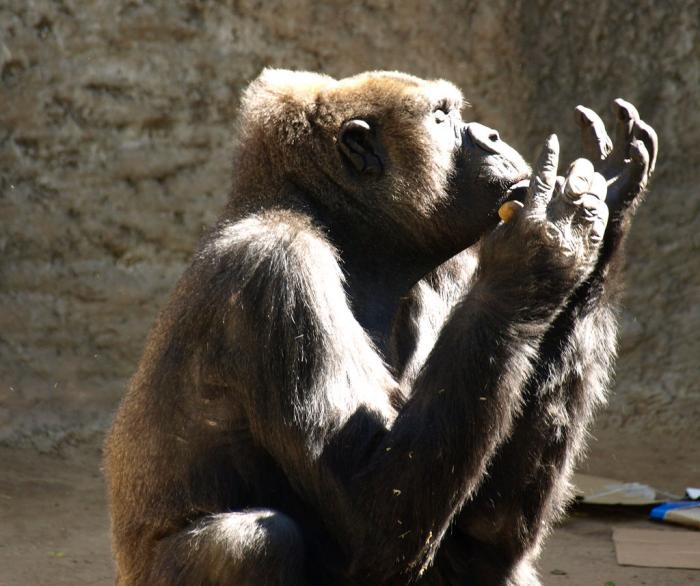 Gorilla Praying