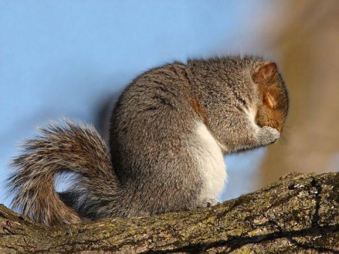 Squirrel Praying 