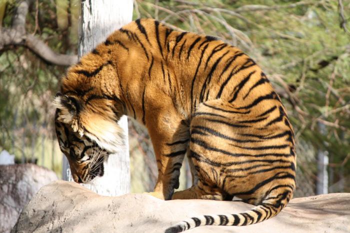 Tiger praying