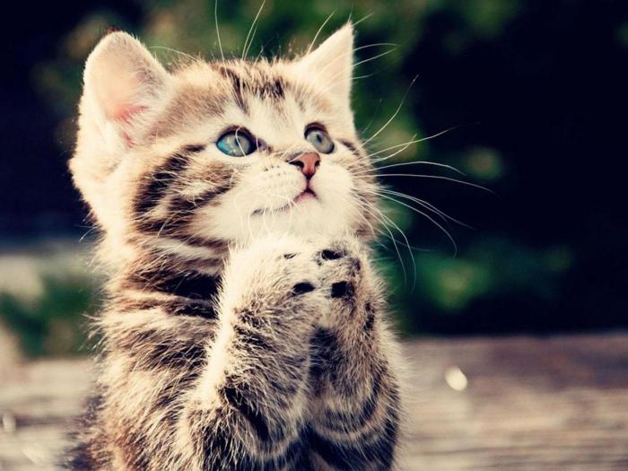 Kitten praying