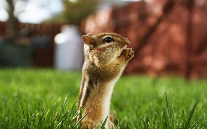 Squirrel praying