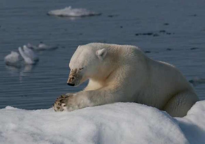 polar bear praying