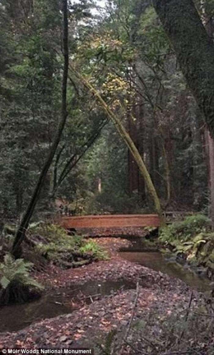 Redwood Creek is normally a small, meandering stream, as most creeks are.