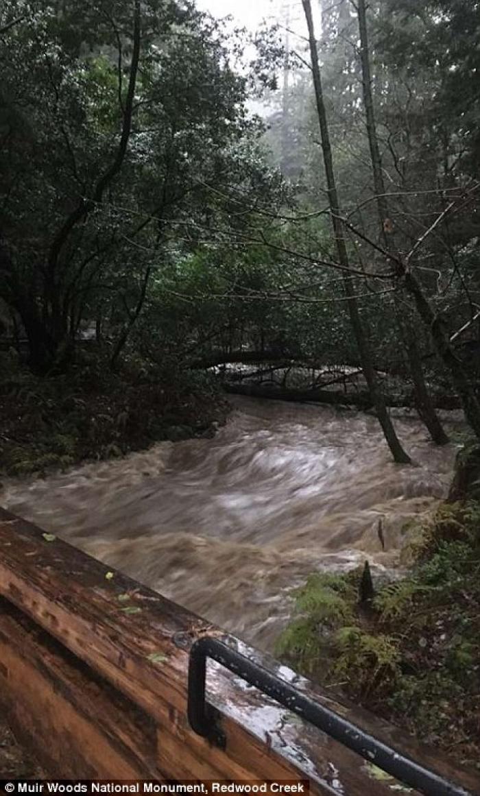 Today Redwood Creek is dangerous as it overflows with rushing water.