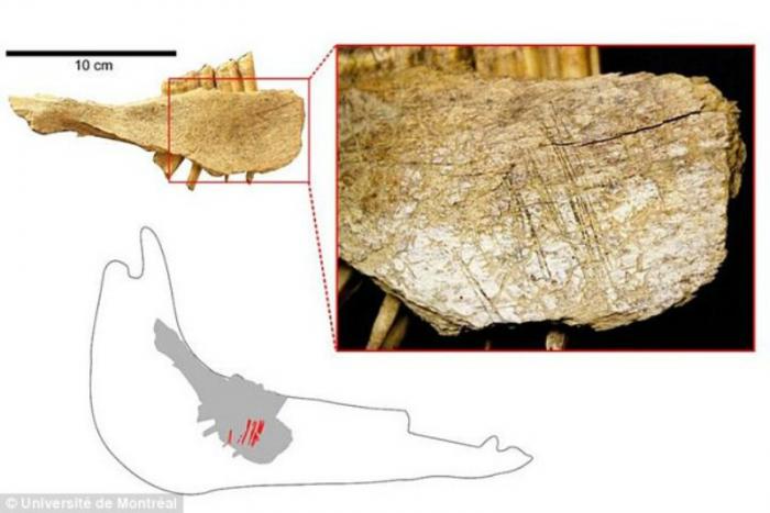 The oldest bone discovered was from a horse.