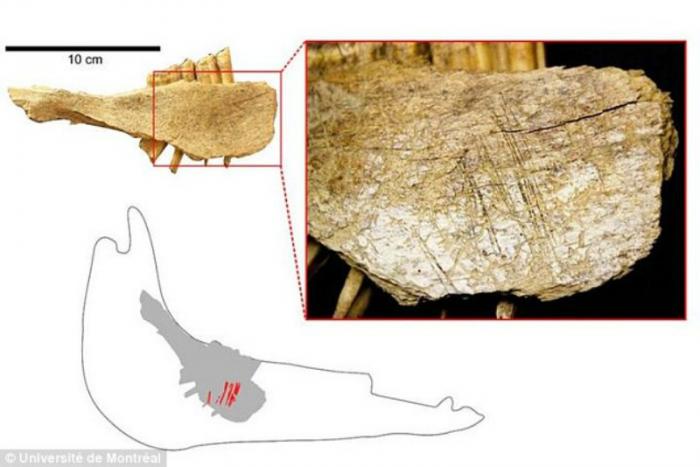The oldest bone discovered was from a horse. The oldest bone discovered was from a horse.