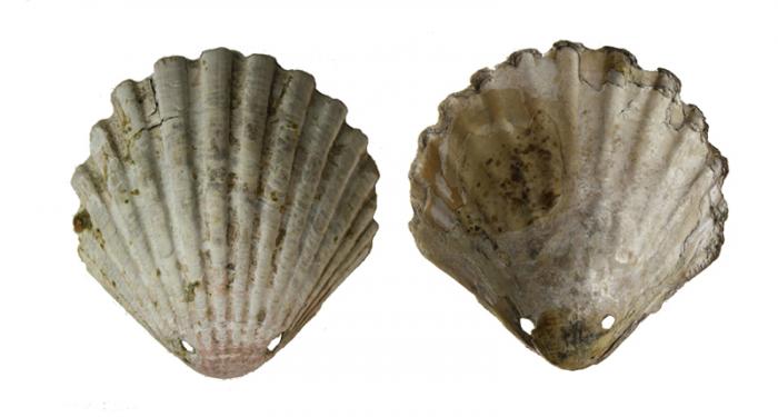A scallop shell like this was given to Sk27, and other pilgrims at the medieval Shrine of St. James in Spain. 