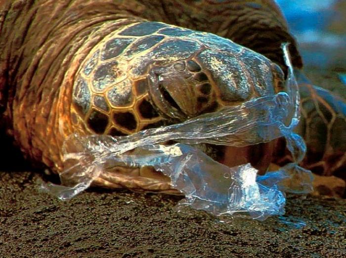 Plastic kills sea life, by strangling, choking, and blocking the consumption and digestion of food. Each day thousands of birds and fish starve to death due to plastic. 