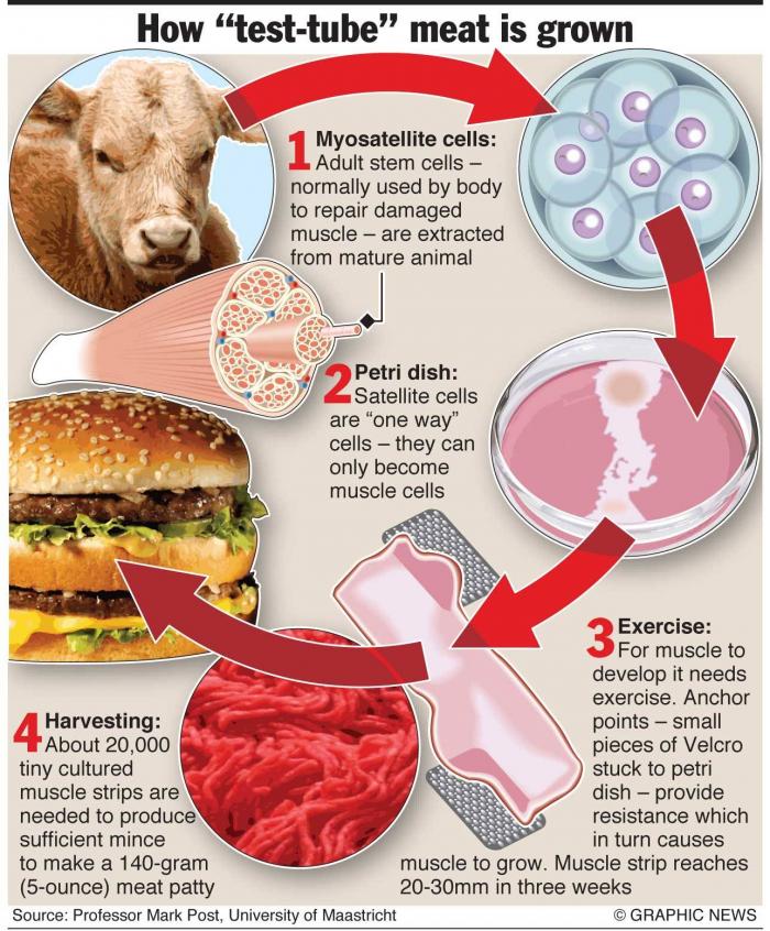 How cultured meat is grown.