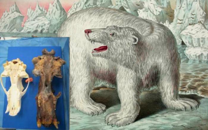 Is this the 'King Bear' described in Inuit accounts?