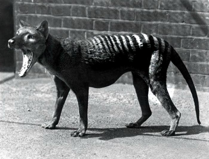 The last known Tasmanian tiger died in captivity.