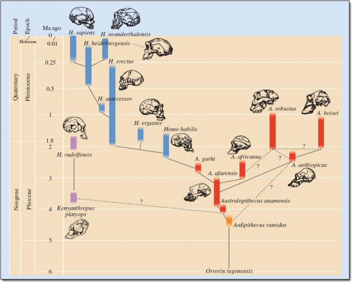 The human evolutionary tree.