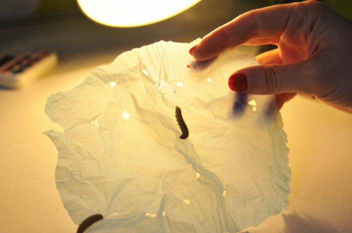 Wax worms are able to eat plastic.