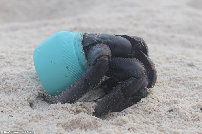 Crab in Avon plastic on Henderson Island