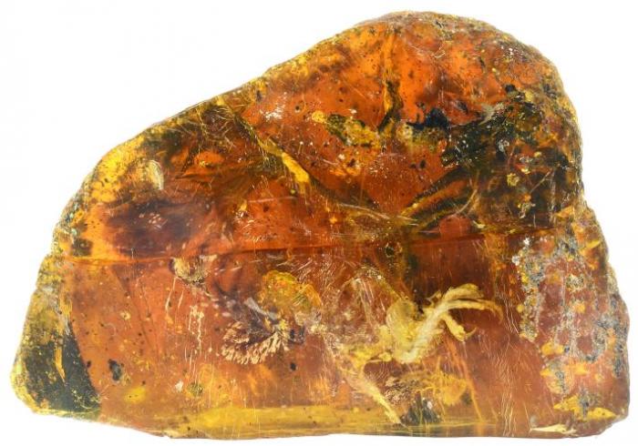 The bird encased in amber. This remarkable specimen is on traveling display. 