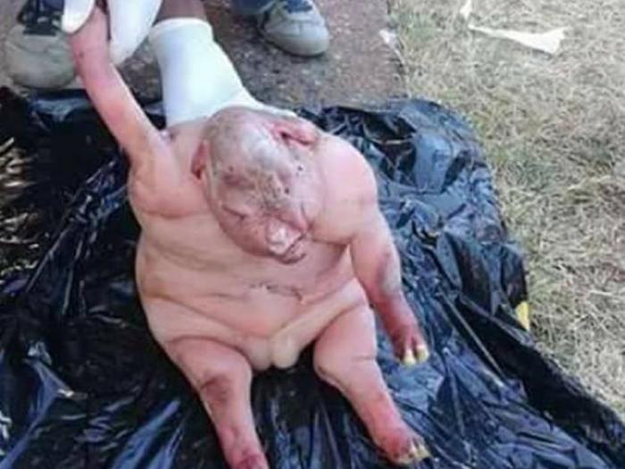 Half-man-half-beast lamb Half-man-half-beast lamb