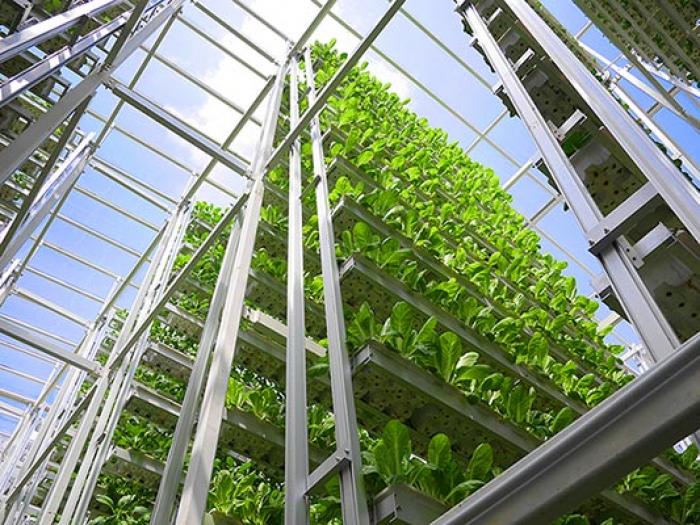 Skygreens, a vertical farm in Singapore already outproduces conventional farms by a factor between five to ten. Skygreens, a vertical farm in Singapore already outproduces conventional farms by a factor between five to ten.