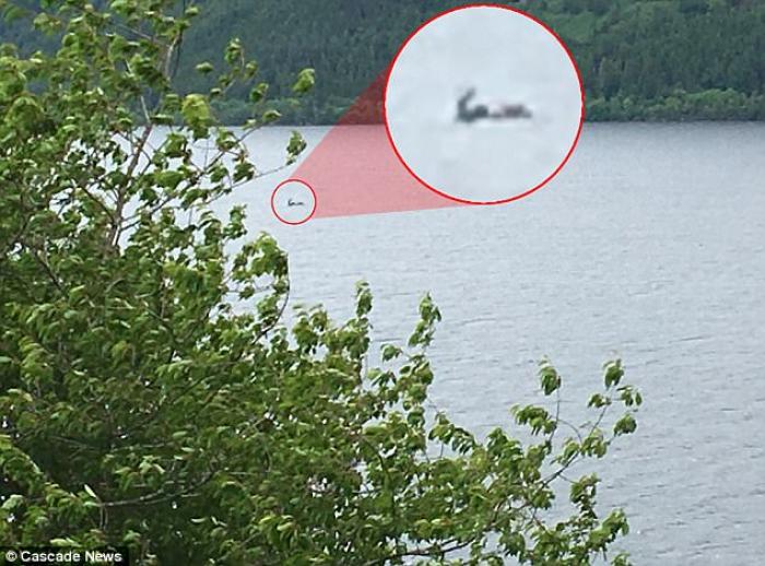 Some think it is the Loch Ness Monster, and others a tree. If it's a tree, then why did it sink into the water? There are no answers, only questions. Some think it is the Loch Ness Monster, and others a tree. If it's a tree, then why did it sink into the water? There are no answers, only questions.