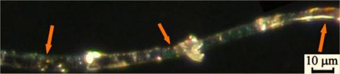 An image of a fiber taken under microscopy. The arrows indicate traces of blood. An image of a fiber taken under microscopy. The arrows indicate traces of blood.