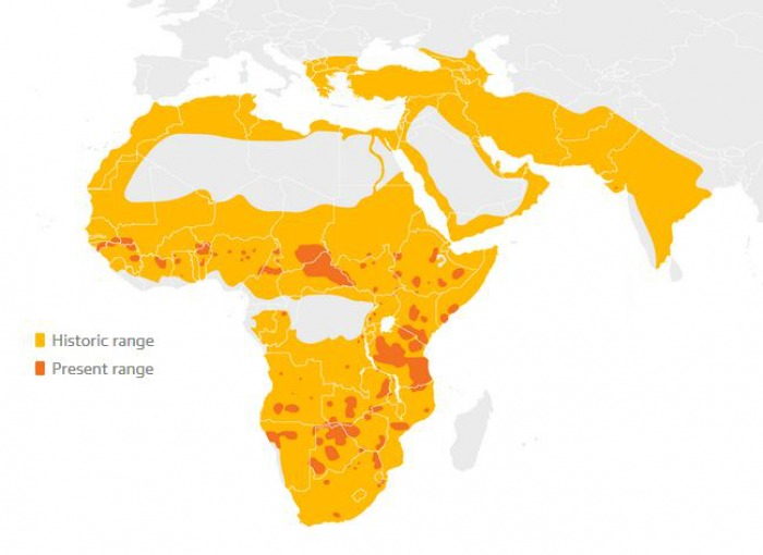 The mass extinction of lions is an excellent example of what we are doing to even the common species. 