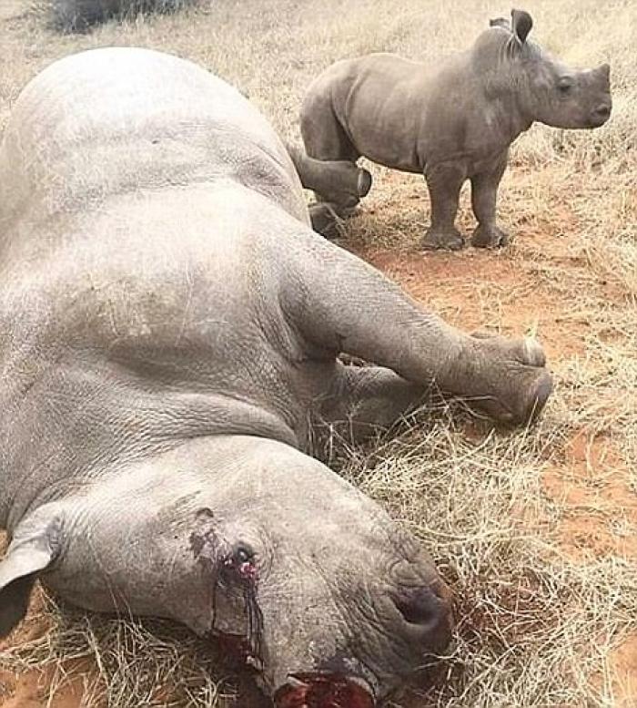 Poachers shot a rhino mother, and sawed off her horn. Conservationists took the heartbreaking photo when they arrived to rescue the orphaned babies. 