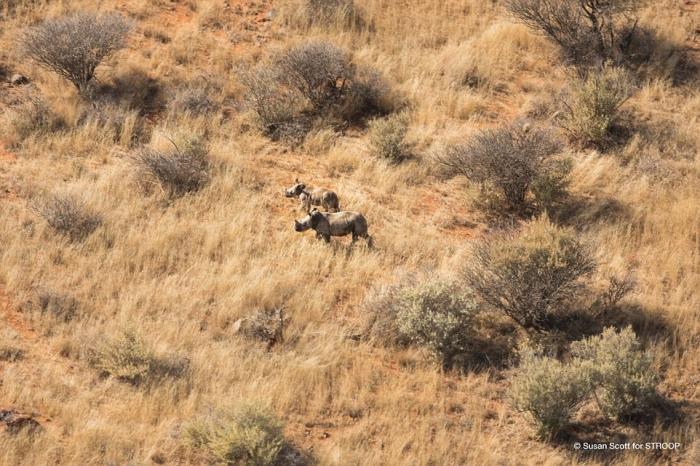 A pair of rhino babies, were found running together after both their mothers were poached in separate incidents. 