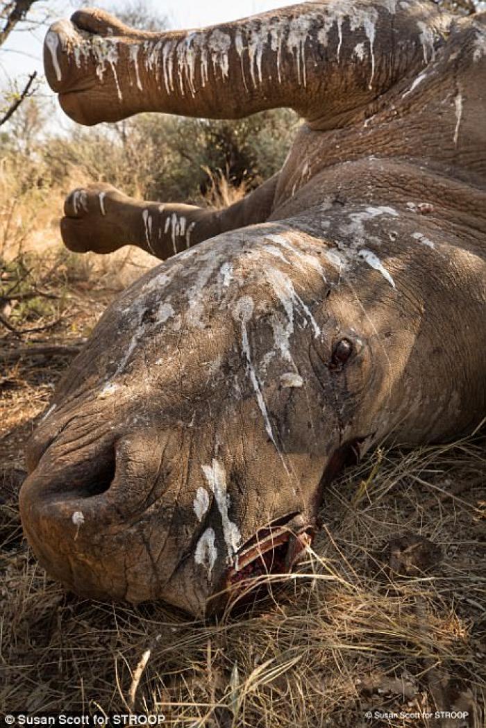 Rhinos are poached for their horns, which some people believe have medicinal properties. A single horn can sell for over $300,000. 
