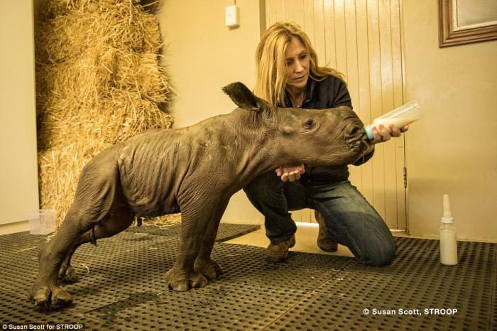 A rhino baby is hand fed by a conservationist at a sanctuary. Even in sanctuaries, rhinos are not entirely safe. 