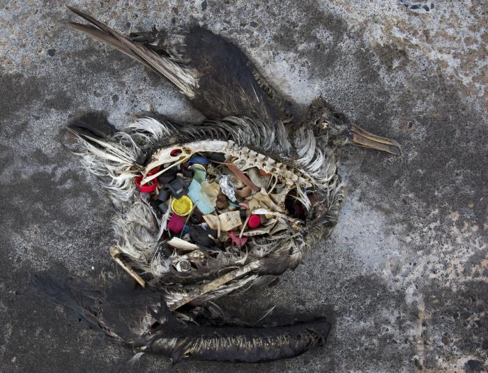 The remains of sea bird, killed by plastic ingestion. 