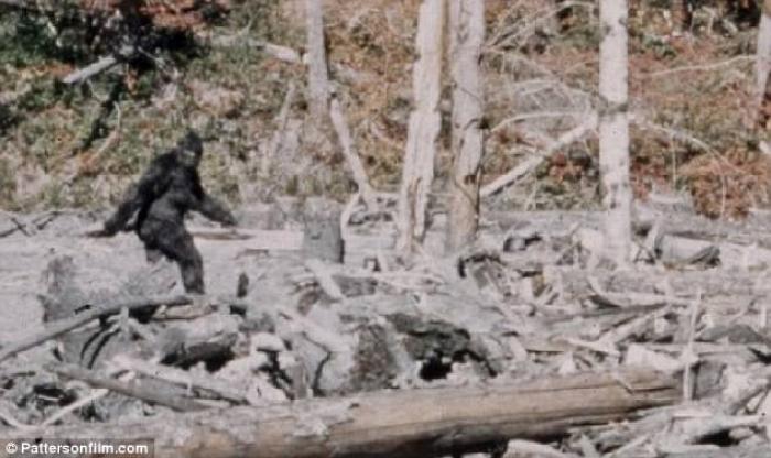 A classic photo from 1967 shows what appears to be Bigfoot, or a person in a gorilla costume.