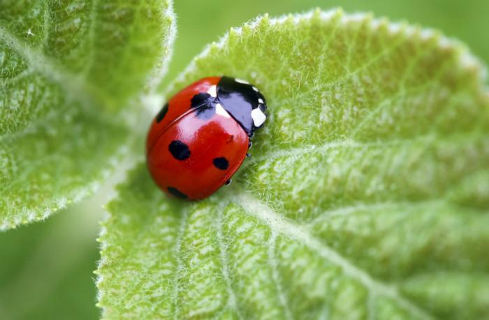 The ladybug is named for the Virgin Mary because of its color and its seven spots. The ladybug is named for the Virgin Mary because of its color and its seven spots.