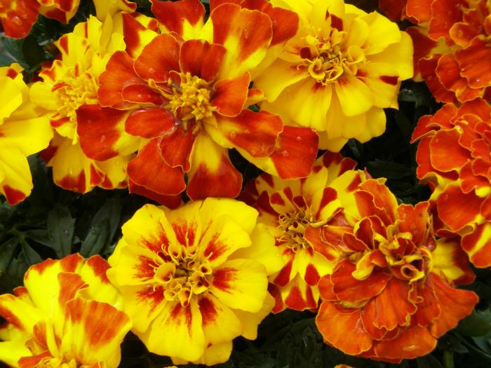 The poor often left marigold for Mary instead of gold coins. The poor often left marigold for Mary instead of gold coins.