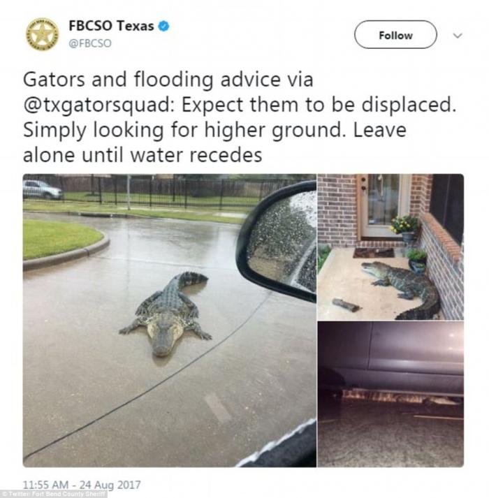 Officials warn that alligators will be on the move as they escape the flooding. Officials warn that alligators will be on the move as they escape the flooding.