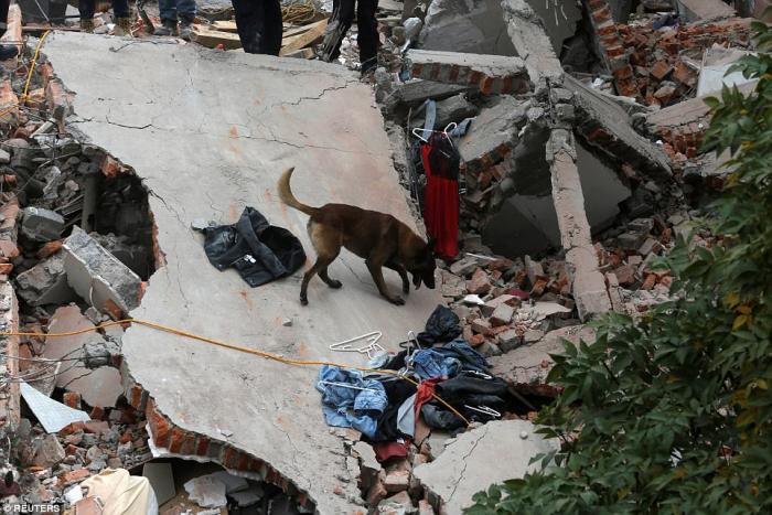 A dog sniffs for survivors under the rubble. 